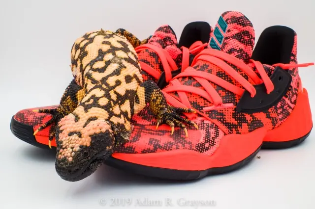 Giày Adidas Harden Vol. 4 'Gila Monster' EF9944 - Ảnh 3