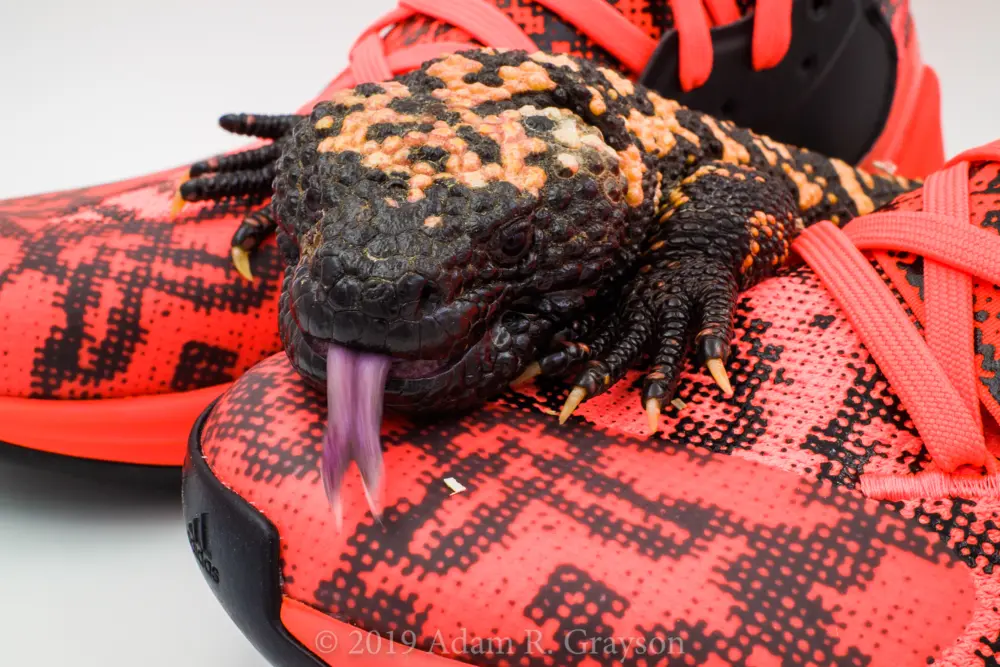 Giày Adidas Harden Vol. 4 'Gila Monster' EF9944 - Ảnh 4